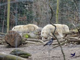 Tiergarten Schönbrunn am 24.02.2026